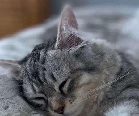 ABCsiberiancattery