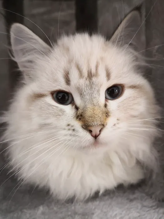 ABCsiberiancattery Picture 4