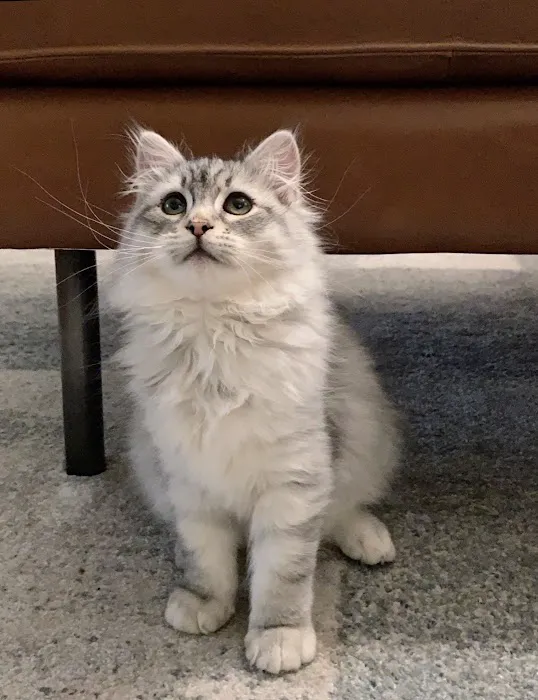 ABCsiberiancattery Picture 2
