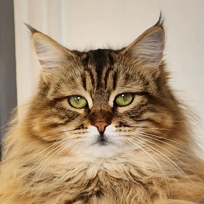ABCsiberiancattery Picture 6
