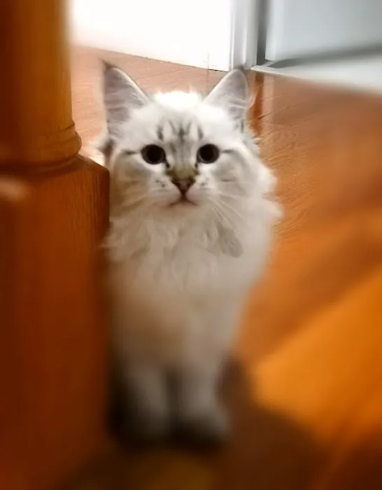 ABCsiberiancattery Picture 3