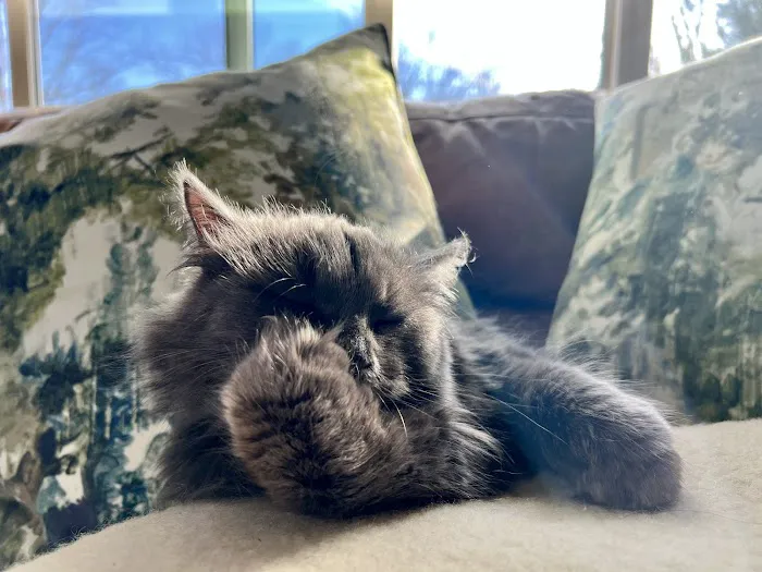 ABCsiberiancattery Picture 5