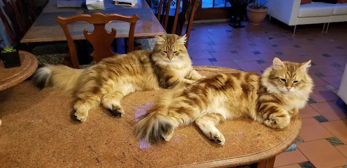 ABCsiberiancattery Picture 7
