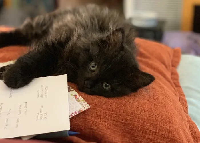 ABCsiberiancattery Picture 8