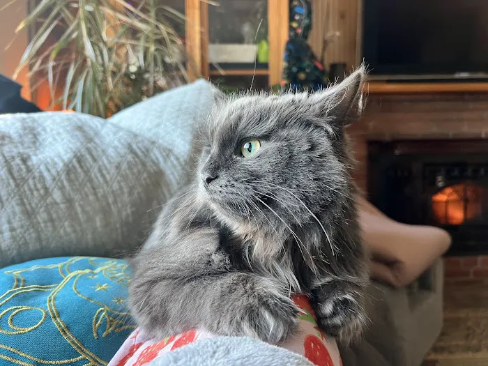 ABCsiberiancattery Picture 10