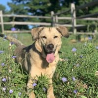 Animal Cancer Care Specialists ico