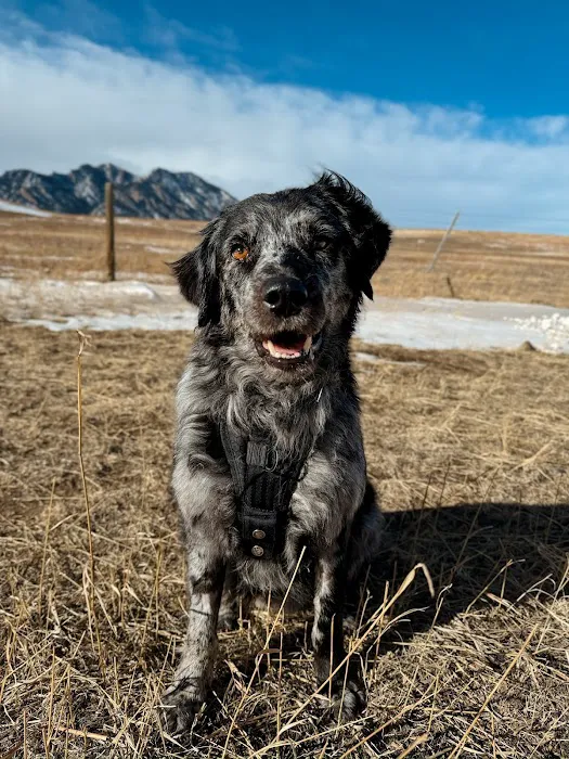 Animal Cancer Care Specialists Picture 5