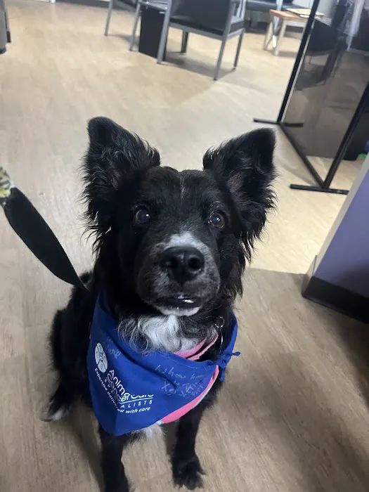 Animal Cancer Care Specialists Picture 4