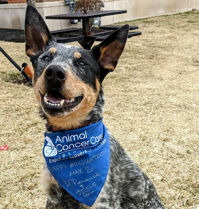 Animal Cancer Care Specialists Picture 8