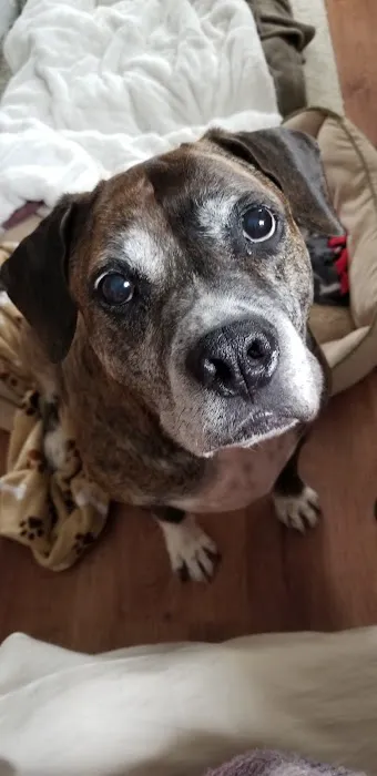 Animal Cancer Care Specialists Picture 10