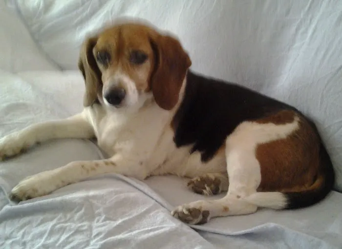 Sager Animal Hospital Inc Picture 7