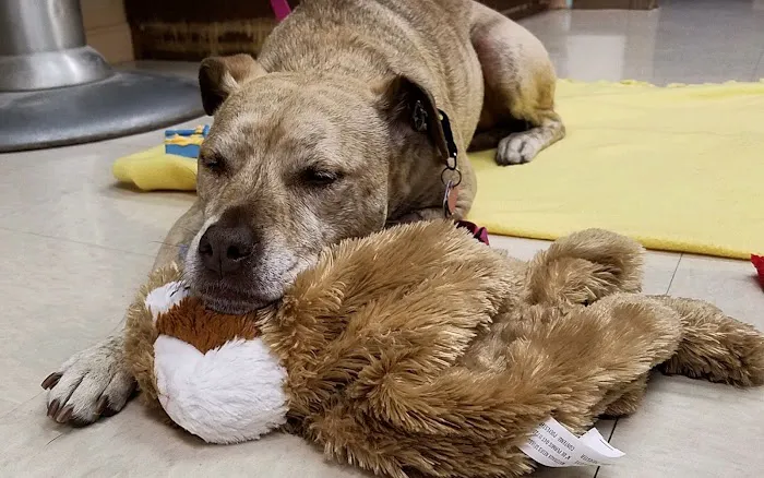 Whole Pet Veterinary Center Picture 1