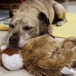 Whole Pet Veterinary Center
