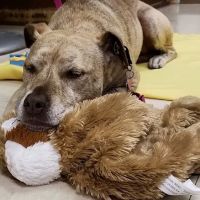 Whole Pet Veterinary Center ico