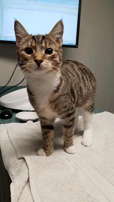 Whole Pet Veterinary Center Picture 5