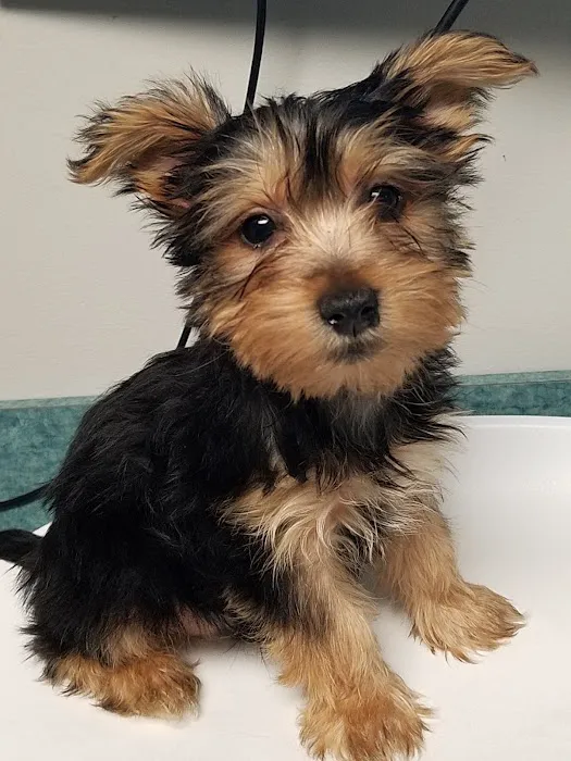 Whole Pet Veterinary Center Picture 3