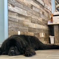Powder Mill Animal Hospital ico