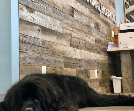Powder Mill Animal Hospital