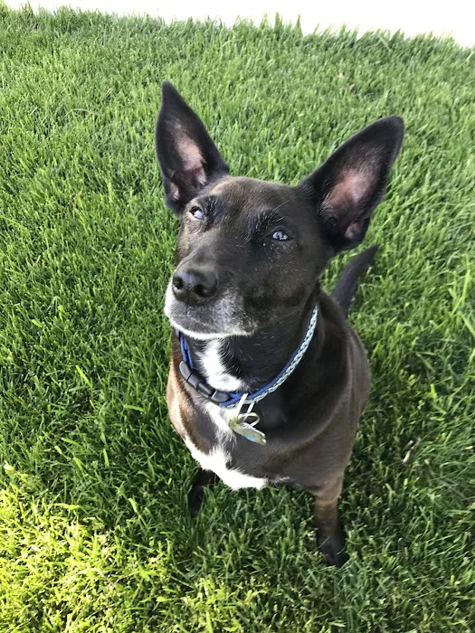 Maynard Veterinary Care Picture 4