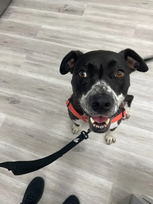 PawsitiveCare INC Picture 2