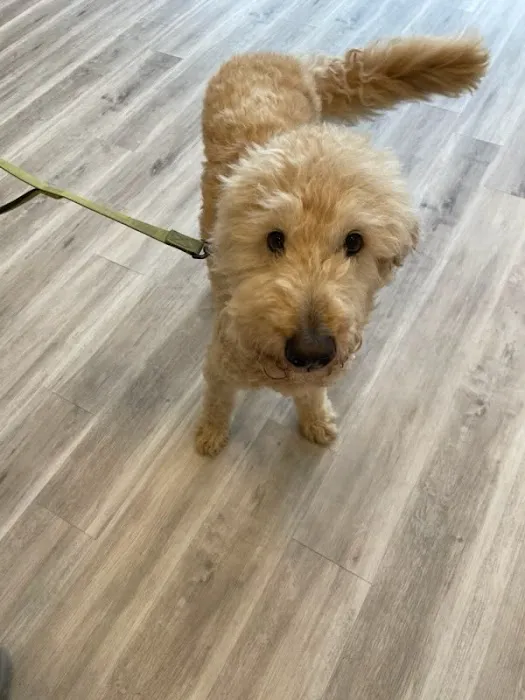 PawsitiveCare INC Picture 5