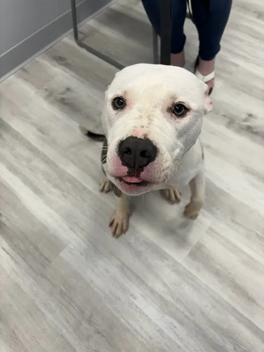 PawsitiveCare INC Picture 8