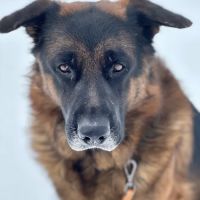 West Concord Animal Clinic ico