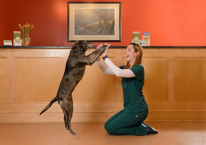 West Concord Animal Clinic Picture 4