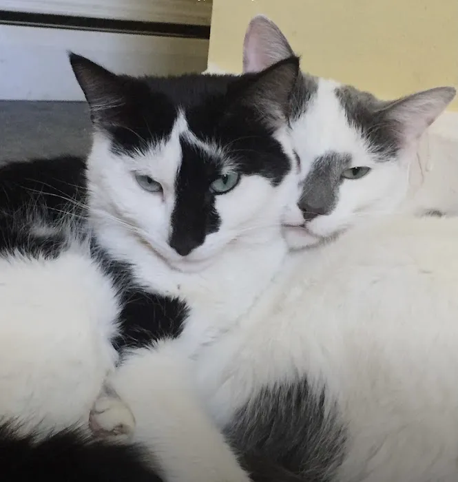West Concord Animal Clinic Picture 7