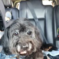 Banfield Pet Hospital ico