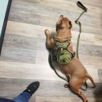 Mercy Animal Hospital: Kaas Richard E DVM ico