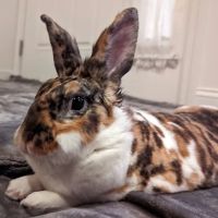 All Pets Veterinary Hospital - NH ico
