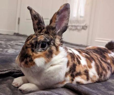 All Pets Veterinary Hospital - NH