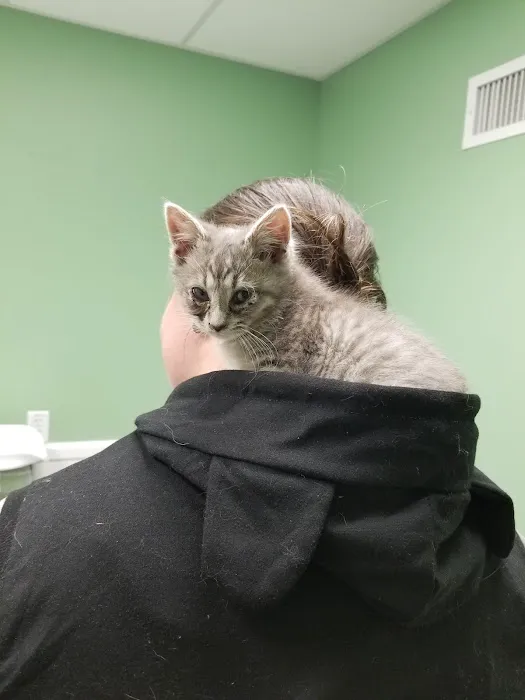 All Pets Veterinary Hospital - NH Picture 8