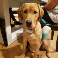 Animal Hospital of Nashua ico