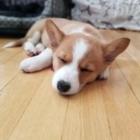 Nashua Pet Care Clinic ico