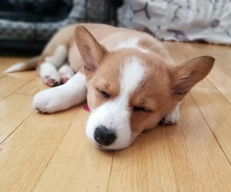 Nashua Pet Care Clinic