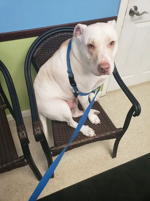 Nashua Pet Care Clinic Picture 7