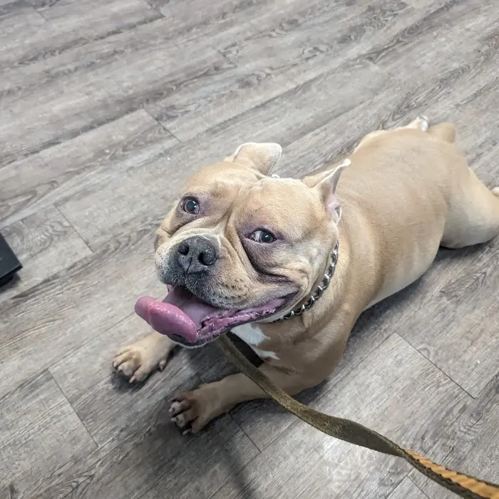 Nashua Pet Care Clinic Picture 10
