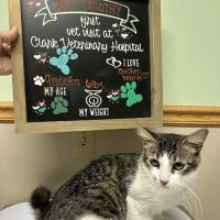 Clark Veterinary Hospital ico