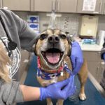 Veterinary Urgent Care - Nashua