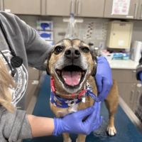 Veterinary Urgent Care - Nashua ico
