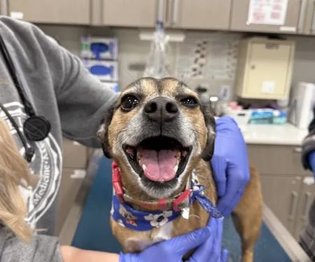 Veterinary Urgent Care - Nashua