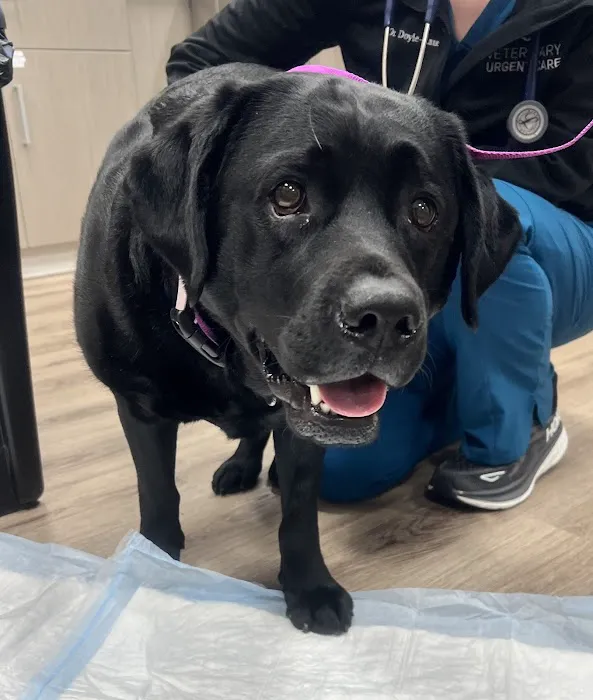 Veterinary Urgent Care - Nashua Picture 10