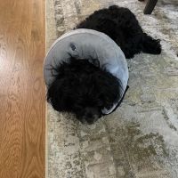 Countryside Animal Hospital ico