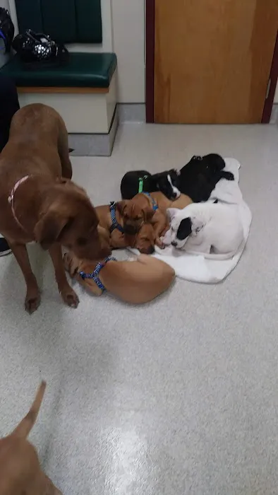 Hudson Animal Hospital, A Thrive Pet Healthcare Partner Picture 1