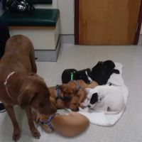 Hudson Animal Hospital, A Thrive Pet Healthcare Partner ico