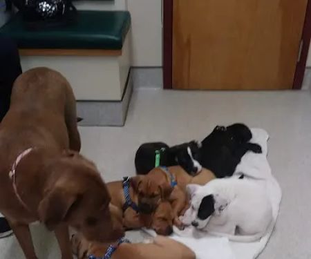 Hudson Animal Hospital, A Thrive Pet Healthcare Partner