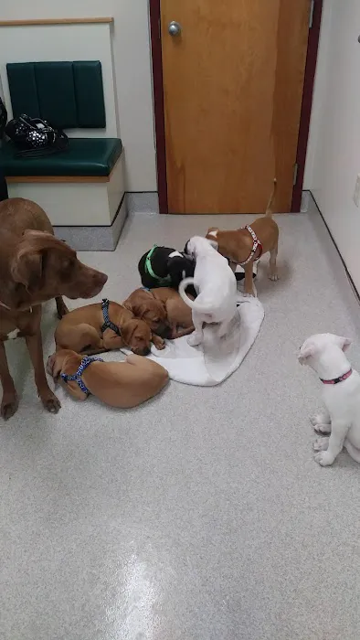 Hudson Animal Hospital, A Thrive Pet Healthcare Partner Picture 2