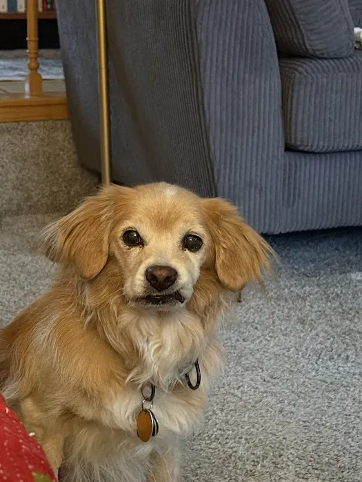 Hudson Animal Hospital, A Thrive Pet Healthcare Partner Picture 3